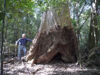 Blue Gum - Sydney : Eucalyptus saligna