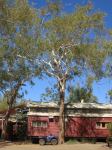 Paperbark Gum : Eucalyptus chartaboma