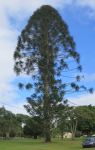 Pine - Bunya : Araucaria bidwillii