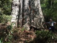 Blackbutt "Greta" : Eucalyptus pilularis