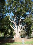 Camphor Laurel : Cinnamomum camphora