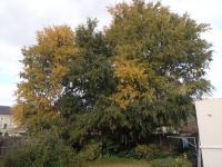 Elm - Chinese : Ulmus parvifolia