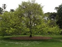 Elm - Golden : Ulmus glabra 'Lutescens'