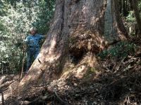 Tallowwood "Telegherry" : Eucalyptus microcorys