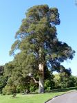 Paperbark - Prickly-leaved : Melaleuca styphelioides