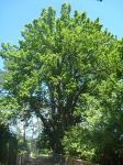 Oak  : Quercus robur