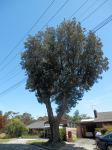 Banksia - Silver : Banksia marginata