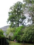 Kurrajong : Brachychiton populneus