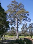 Gum - Spotted : Corymbia maculata