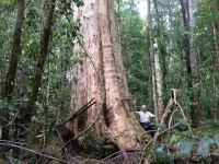 Blue Gum - Sydney "Williams" : Eucalyptus saligna