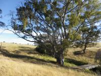 Gum - Blakely's Red : Eucalyptus blakelyi