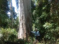 Gum - Mountain Grey, Monkey Gum : Eucalyptus cypellocarpa