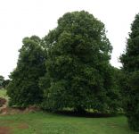 Linden : Tilia x europea