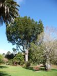 Pine - Kauri : Agathis robusta