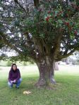 Holly : Ilex aquifolium