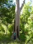 Apple - Rough-barked : Angophora floribunda