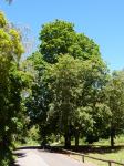 Horse Chestnut : Aesculus hippocastanum