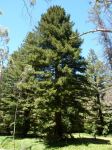 Redwood - Coast : Sequoia sempervirens