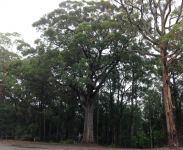 Stringybark - White : Eucalyptus globoidea