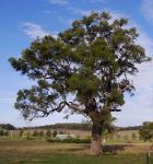 Apple - Rough-barked : Angophora floribunda