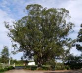 Box - Gum-topped  : Eucalyptus molucanna