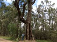 Apple - Rough-barked : Angophora floribunda