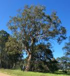 Gum - Grey : Eucalyptus punctata