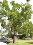 Moreton Bay Ash, Carbeen : Corymbia tessellaris