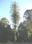 Pine - Bunya : Araucaria bidwillii