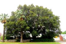 Fig - Moreton Bay : Ficus macrophylla