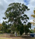 Gum - Lemon Scented : Corymbia citriodora