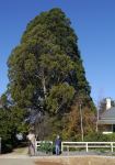 Redwood - Giant Sequioa : Sequoiadendron giganteum