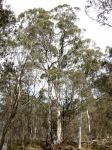 Gum - Mountain White : Eucalyptus dalrympleana