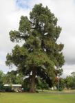 Pine - Canary Island : Pinus canariensis