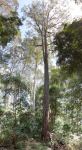 Ironbark - Grey : Eucalyptus paniculata