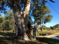 Gum - Large-fruited Grey : Eucalyptus canaliculata