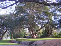 Fig - Port Jackson, Small-leaved, Rusty : Ficus rubignosa