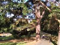 Pine - Canary Island : Pinus canariensis