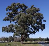 Box - Apple : Eucalyptus bridgesiana