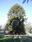 Pine - Bunya : Araucaria bidwillii