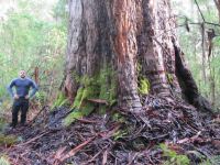 Karri "Hawke" : Eucalyptus diversicolor