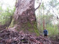 Marri "Poole" : Corymbia calophylla