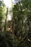 Blue Gum - Sydney : Eucalyptus saligna