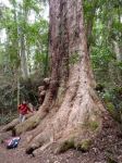 Tallowwood  "Big Foot" : Eucalyptus microcorys