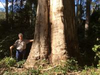 Gum - Small-fruited Grey : Eucalyptus propinqua