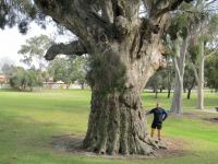 Paperbark - Swamp "Sun Tree" : Melaleuca rhaphiophylla