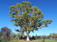 Gum - Ghost  : Corymbia aparrerinja