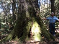 Antarctic Beech : Nothofagus moorei