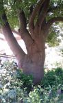 Kurrajong : Brachychiton populneus