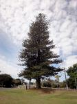 Pine - Norfolk Island : Araucaria heterophylla